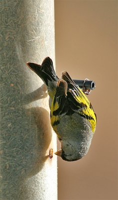 Larry's Lawrence's Goldfinch