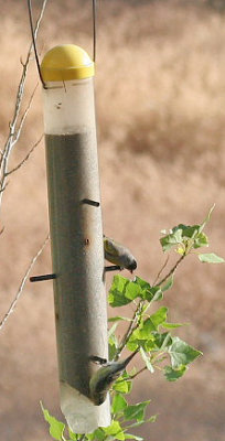Larry's Lawrence's Goldfinch