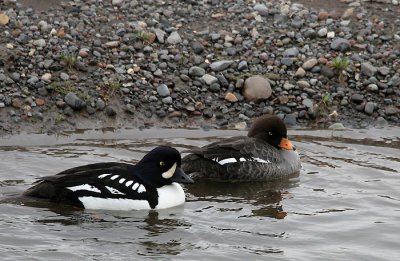 Barrow's Goldeneye Pair