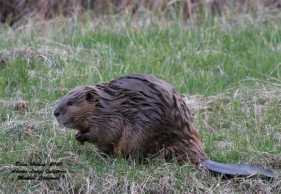 Beaver