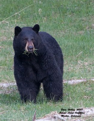 Black Bear 1