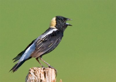 Bobolink 5