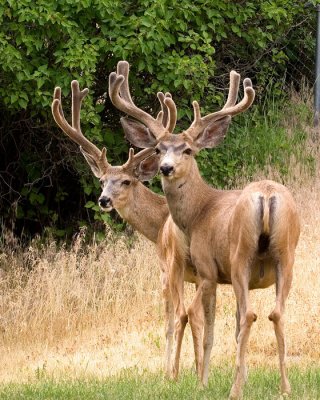 A pair of Mule Deer Bucks in velvet