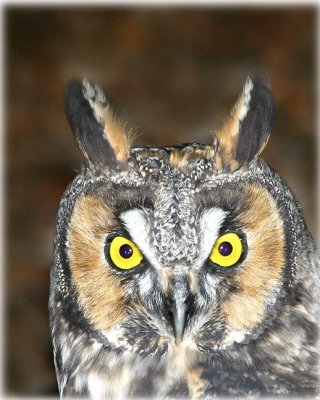 Owl Gallery