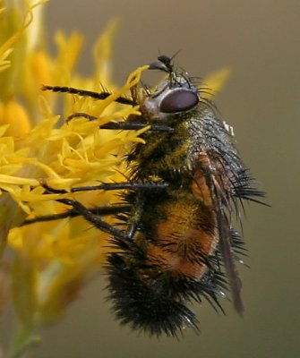 Spiny Tachina Fly,  Paradejeania rutiliodes