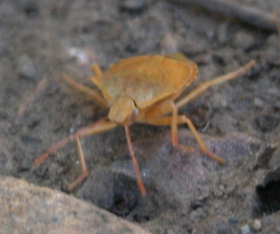 Brown Stink Bug