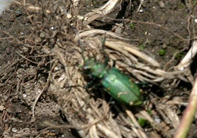 Boreal Long-Lipped Tiger Beetle