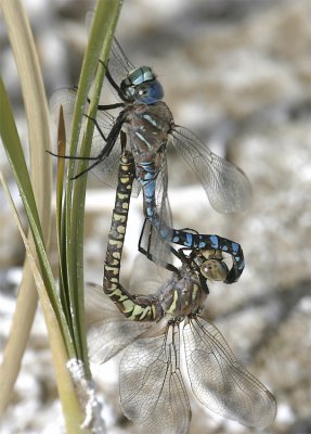 Variable Darners, Aeshna interrupta, male and female