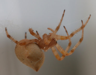 Cat-faced Spider, Araneus gemmoides
