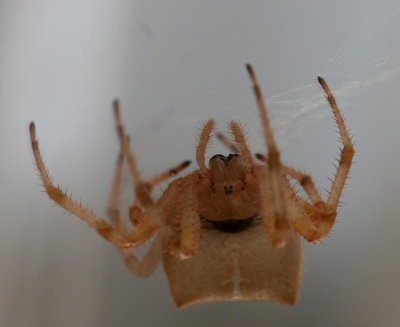 Cat-faced Spider, Araneus gemmoides