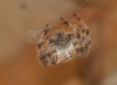 Cat-faced Spider, male, Araneus gemmoides