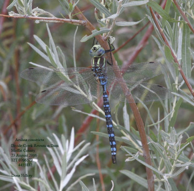 Lance-tipped Darner