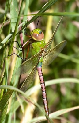 Common Green Darner, Anax junius