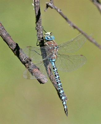 Variable Darner, Aeshna interrupta