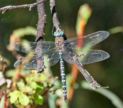 Variable Darner, Aeshna interrupta