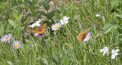 Fritillaries and Flowers