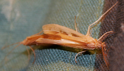 Caddisfly pair, Limnephilus