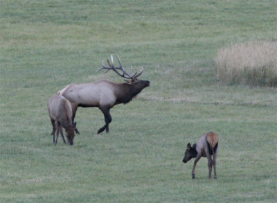Bugling Bull Elk with Cow and Calf
