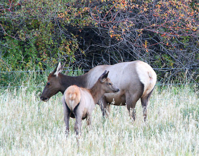 Cow Elk and Calf Together