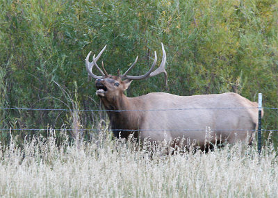 Small Bull Elk Bugling