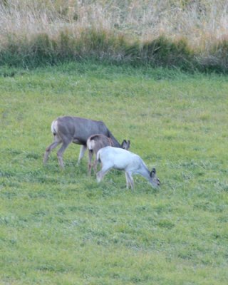 White Mule Deer Fawn