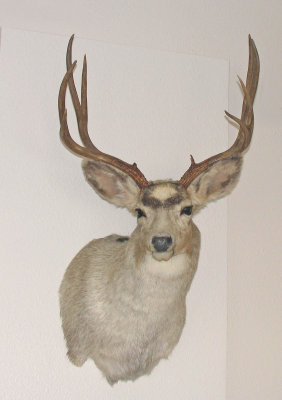 White Mule Deer Buck near Meeker, Colorado