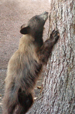 Cinnamon Bear Cub