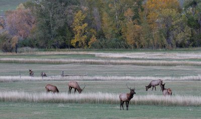 Fall Elk Scene