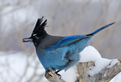 Steller's Jay on a cold morning