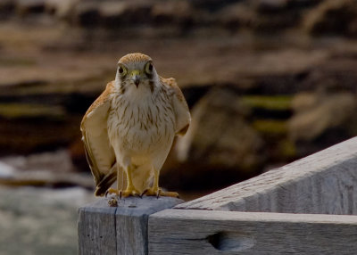 alr_falcon00606.jpg