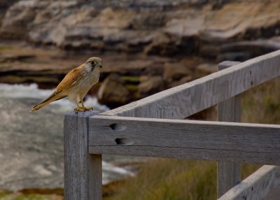 alr_falcon00707.jpg