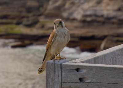 alr_falcon01313.jpg