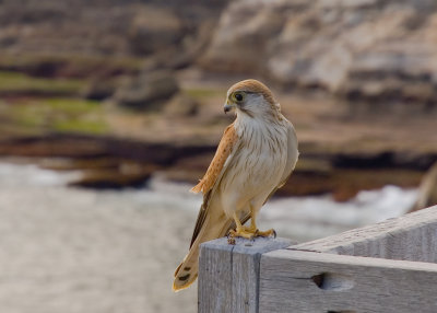 alr_falcon01515.jpg