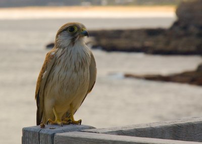 alr_falcon02525.jpg