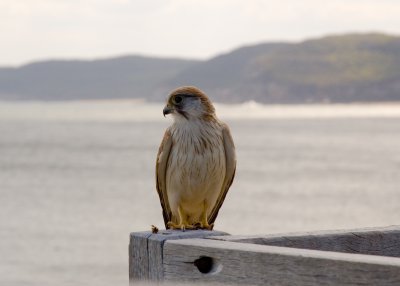 alr_falcon02626.jpg