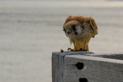 alr_falcon02828.jpg