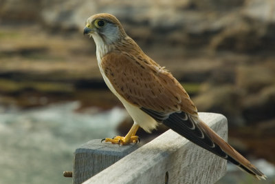 alr_falcon03333.jpg