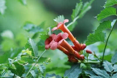 Trumpet Vine