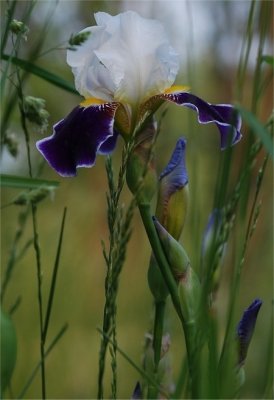 German Iris