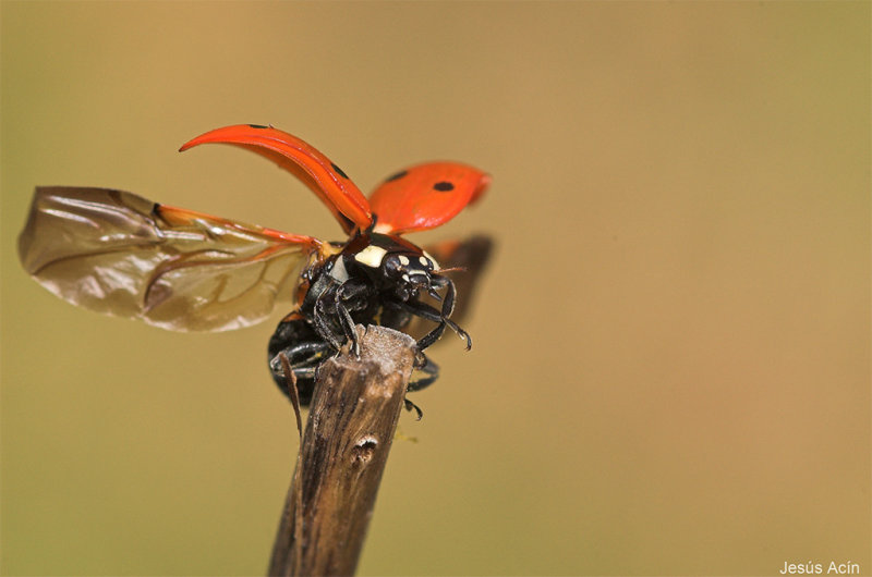 Mariquita despegando