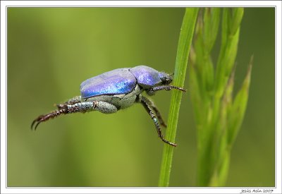 Escarabajo Azul
