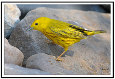 Yellow Warbler