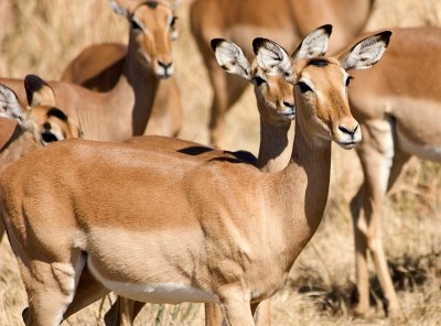 Impala