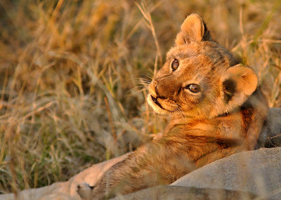 Lion Cub