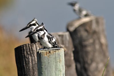 Pied Kingfisher