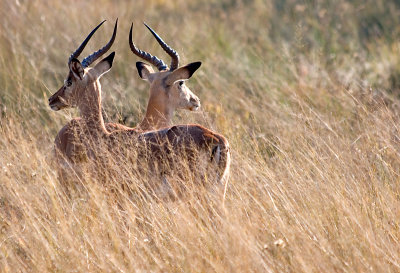 Impala