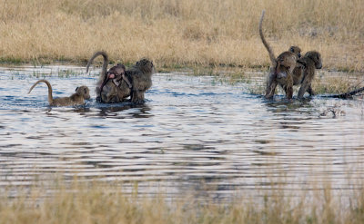 Baboons Crosssing the Water