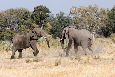 Sparring Elephants