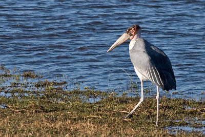 Marabou Stork