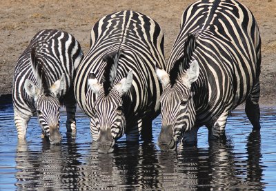 Burchell's Zebra